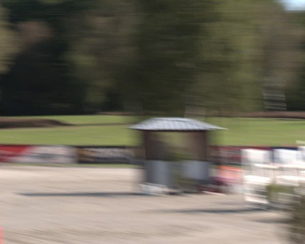 Reitturnier Westergellersen 2024