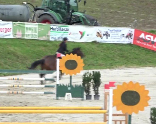 Reitturnier Preding 2024