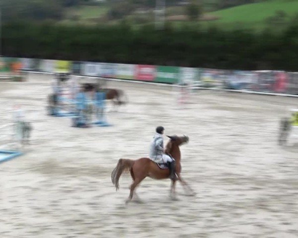 Reitturnier Preding 2024