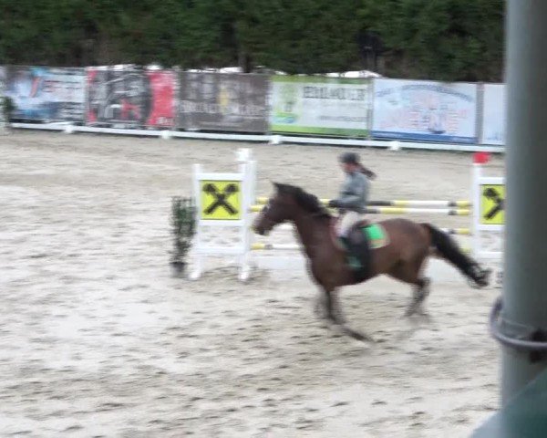 Reitturnier Preding 2024