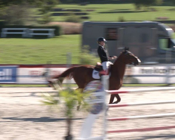 Reitturnier Westergellersen 2024