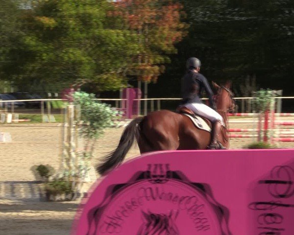 Reitturnier Springe 2024