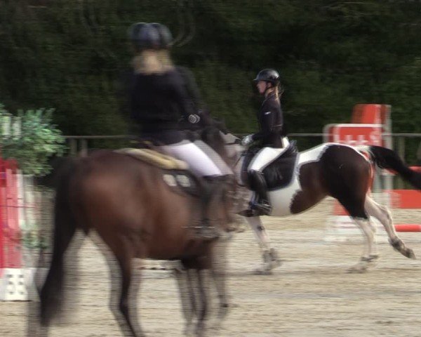 Reitturnier Springe 2024