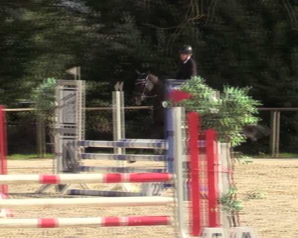 Reitturnier Springe 2024