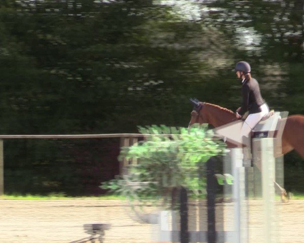 Reitturnier Springe 2024