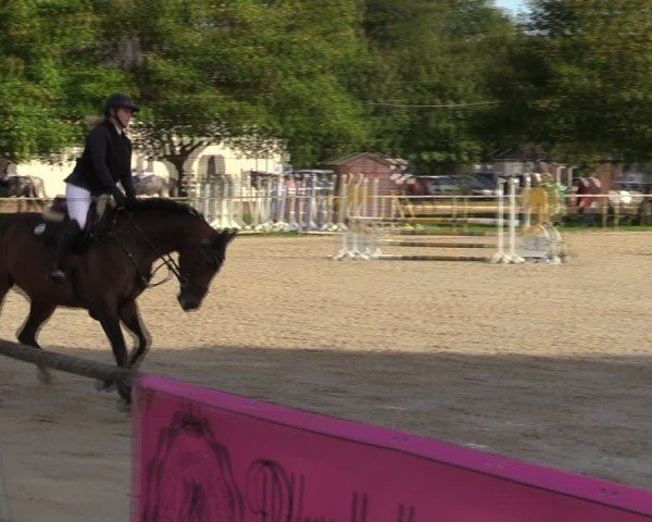 Reitturnier Springe 2024