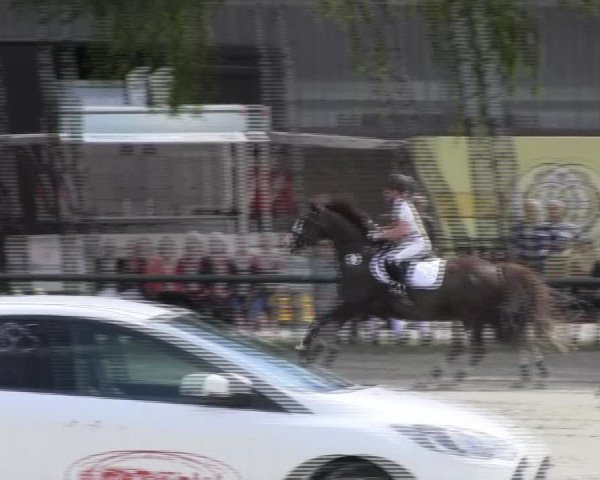 Großes Reit- und Springturnier 2013 des RuF