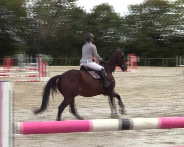 Reitturnier Springe 2024