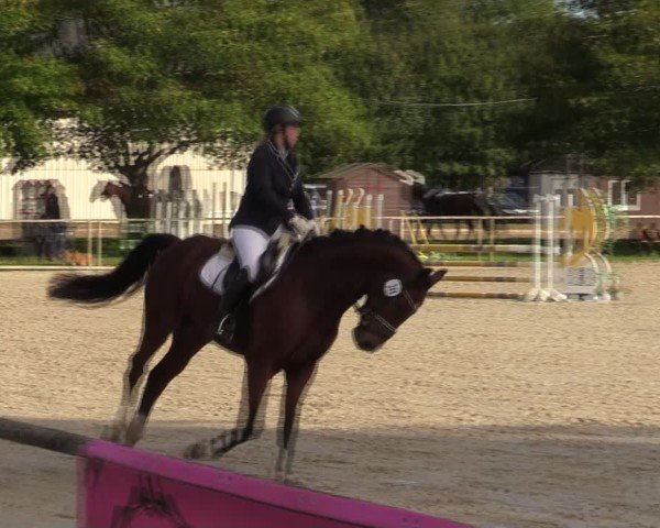 Reitturnier Springe 2024