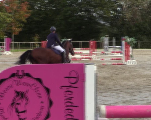 Reitturnier Springe 2024