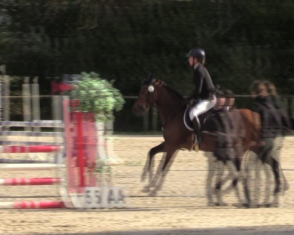 Reitturnier Springe 2024