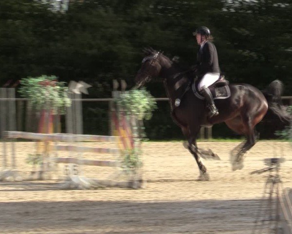 Reitturnier Springe 2024