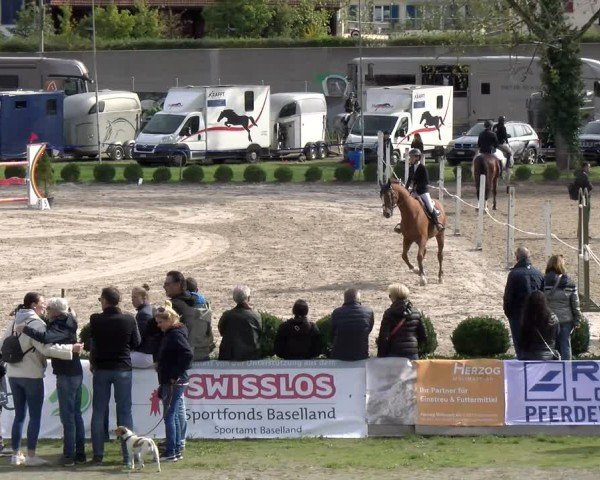 Reitturnier Basel 2024