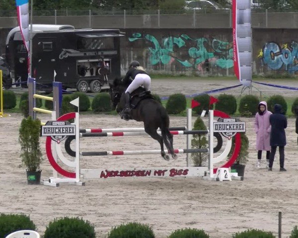 Reitturnier Basel 2024