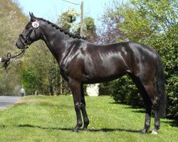 jumper Susi Sorglos (Trakehner, 2012, from Buddenbrock)