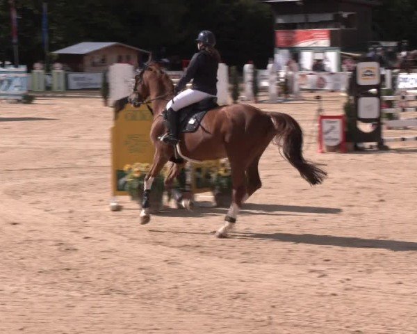 Reitturnier Ranshofen - Braunau am Inn 2024