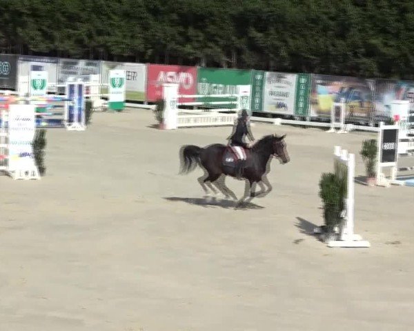 Reitturnier Preding 2024
