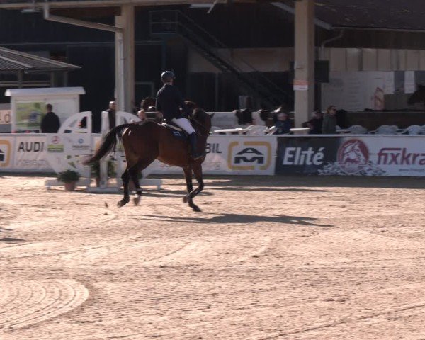Reitturnier Ranshofen - Braunau am Inn 2024