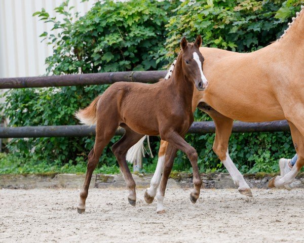 Pferd New Edition G (Deutsches Reitpony, 2024, von Fs Numero Uno)