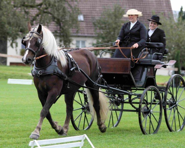 Zuchtstute Feine Wildrose (Schwarzwälder Kaltblut, 2021, von Wilano)