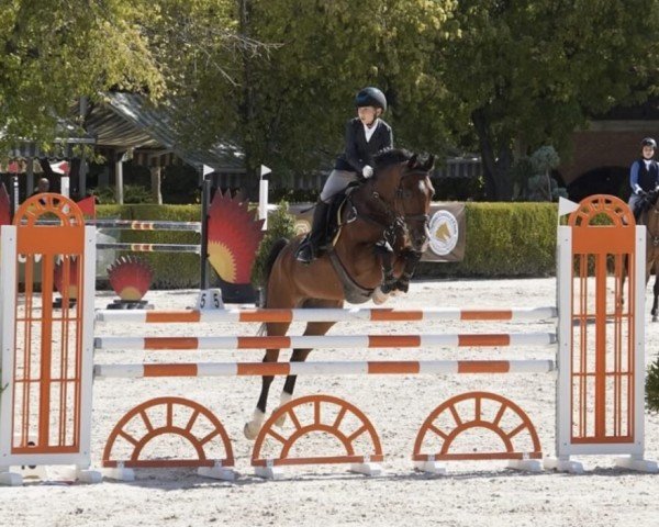 Pferd Juristo (KWPN (Niederländisches Warmblut), 2014, von Carambole)