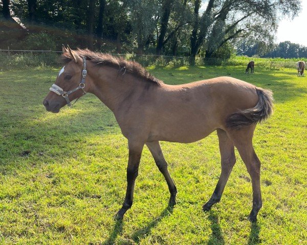 horse Golden Divas Dream G (German Riding Pony, 2024, from Golden Grey NRW)