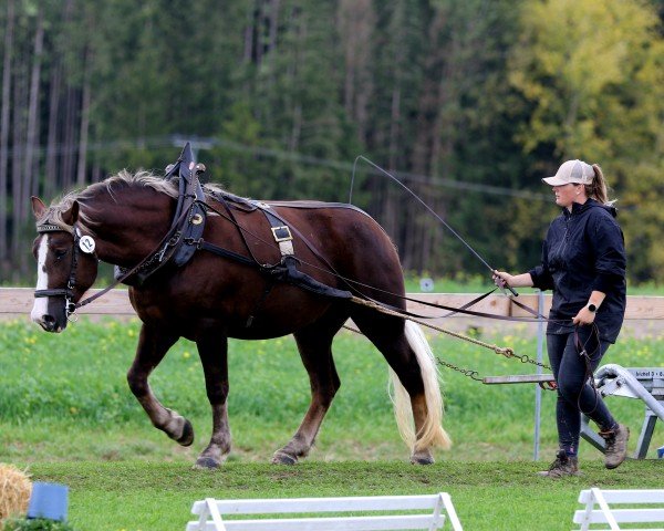 broodmare Feine Dayana (Black Forest Horse, 2021, from Domingo)