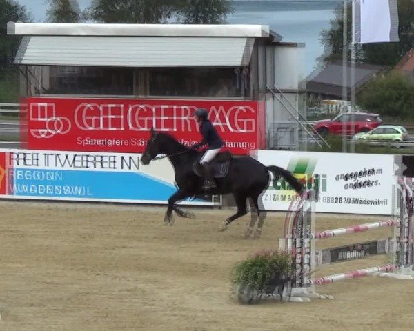 Reitturnier Wädenswil 2024
