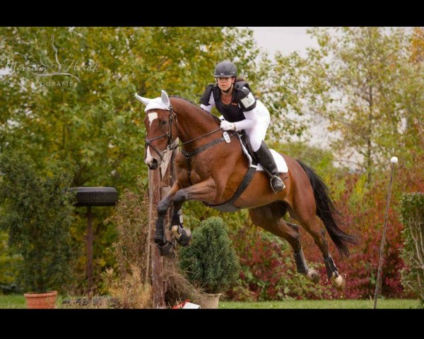 dressage horse Chalet's Calvaro (Hanoverian, 2008, from Chalet)