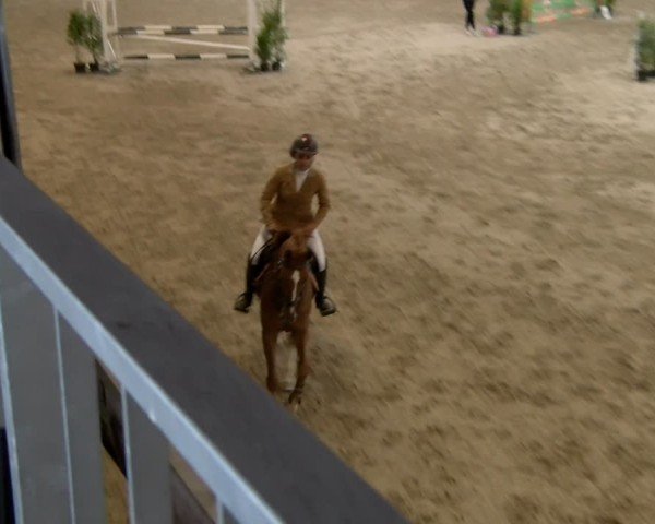 Reitturnier Winterthur 2024