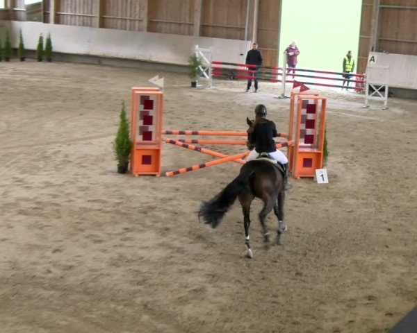 Reitturnier Winterthur 2024