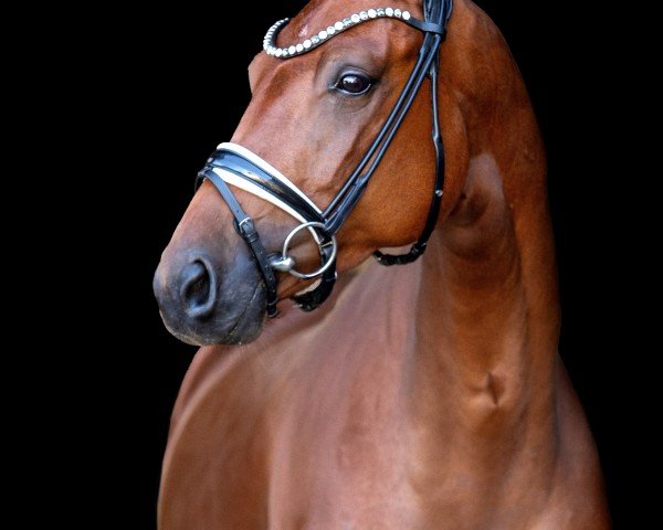 Dressurpferd Fürstin Amarena (Deutsches Sportpferd, 2019, von Nymphenburg's First Ampere)