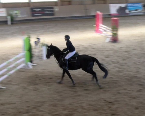 Reitturnier Winterthur 2024