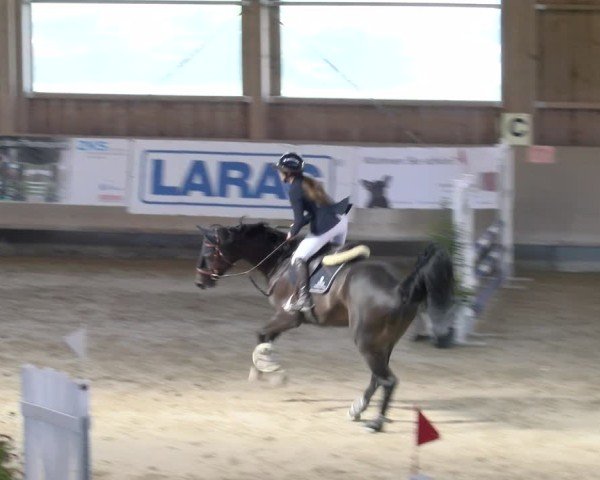 Reitturnier Winterthur 2024
