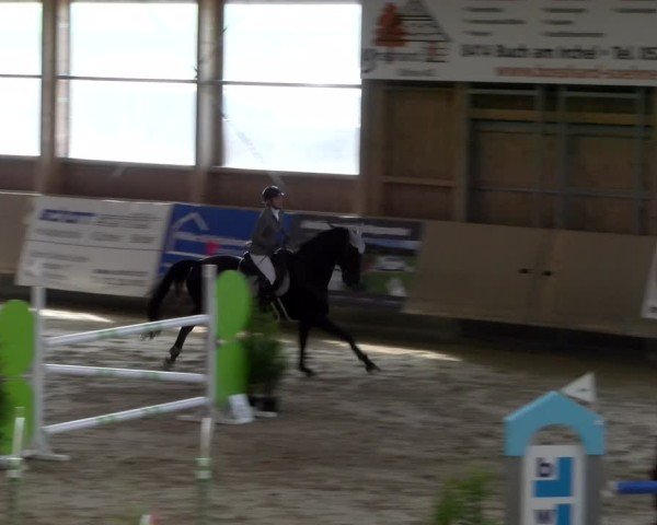 Reitturnier Winterthur 2024