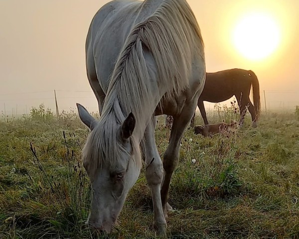 broodmare Miss Sissippi of Soul (German Riding Pony, 2023, from César 7)