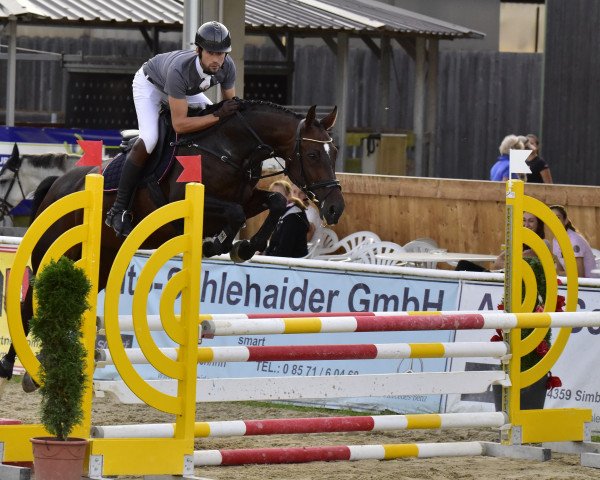jumper Sangold MB (Bavarian, 2010, from Rotgold)
