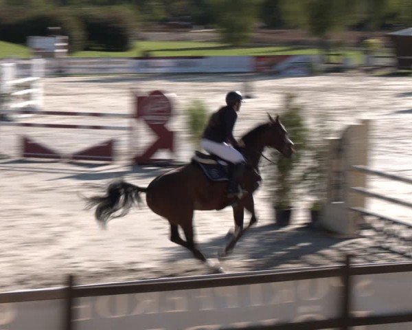 Reitturnier Westergellersen 2024