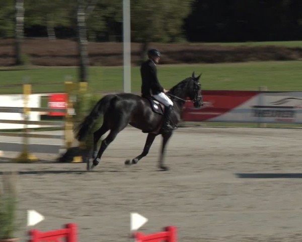 Reitturnier Westergellersen 2024