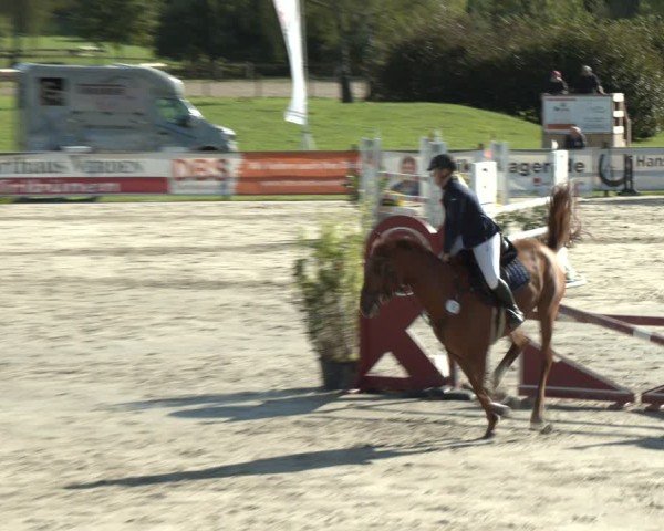 Reitturnier Westergellersen 2024