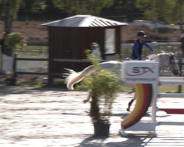 Reitturnier Westergellersen 2024