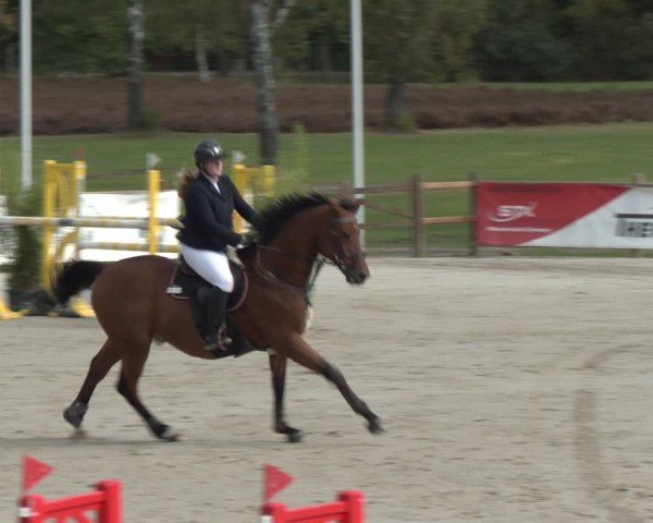 Reitturnier Westergellersen 2024