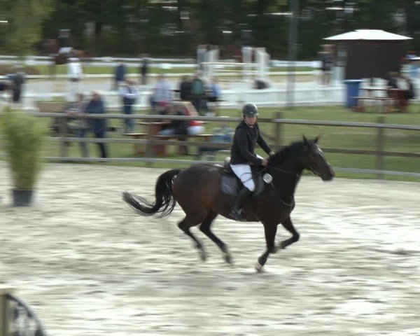Reitturnier Westergellersen 2024