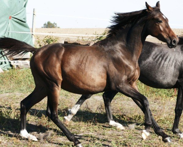 horse H-S Limited Edition (Little German Riding Horse, 2022, from Liamant W)