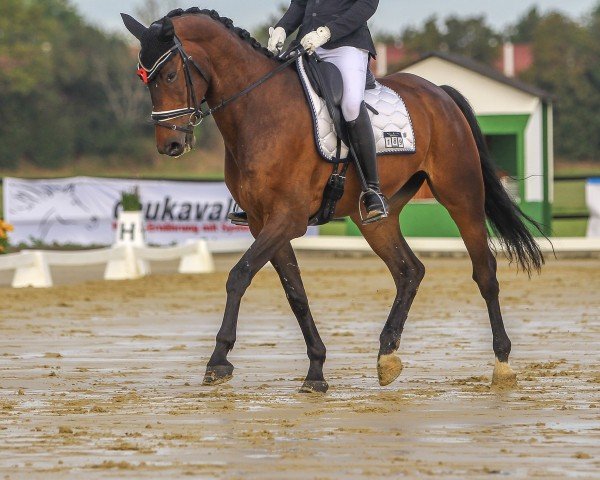 horse Quiet Diamond (Hanoverian, 2018, from Quantensprung 3)