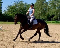 horse Gina Ginelli (Oldenburg show jumper, 2017, from Canstakko)