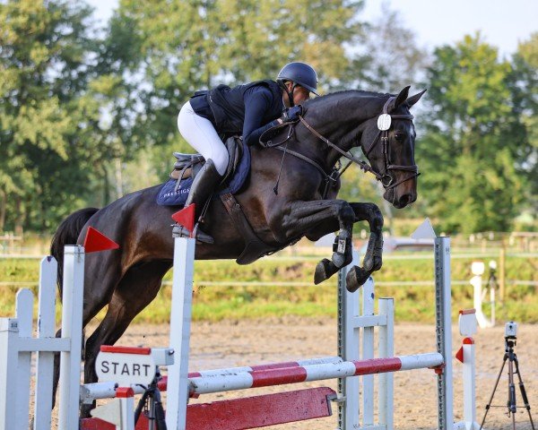 Springpferd Na Malaika (Holsteiner, 2020, von Denver)
