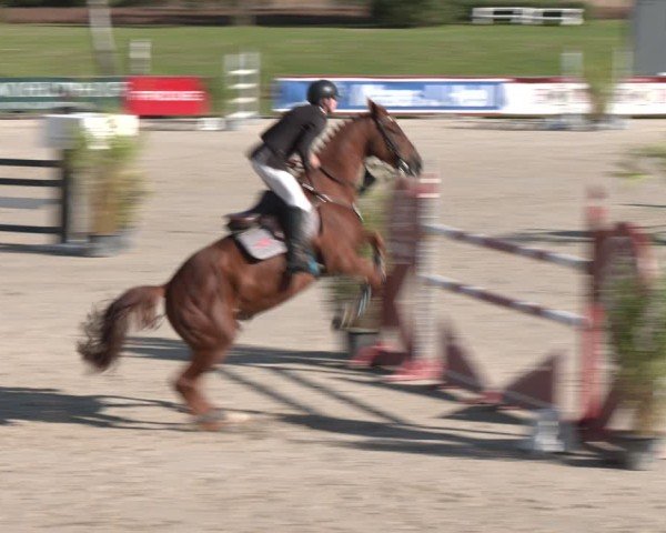 Reitturnier Westergellersen 2024