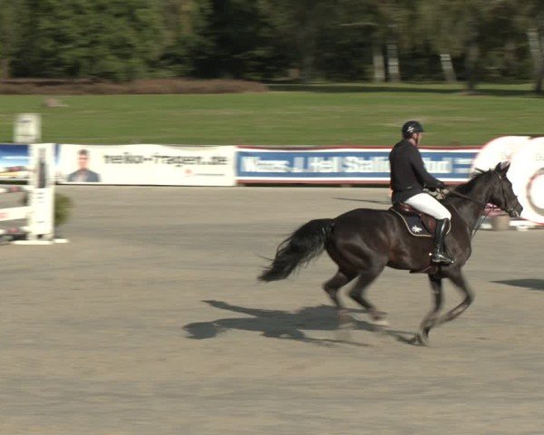 Reitturnier Westergellersen 2024