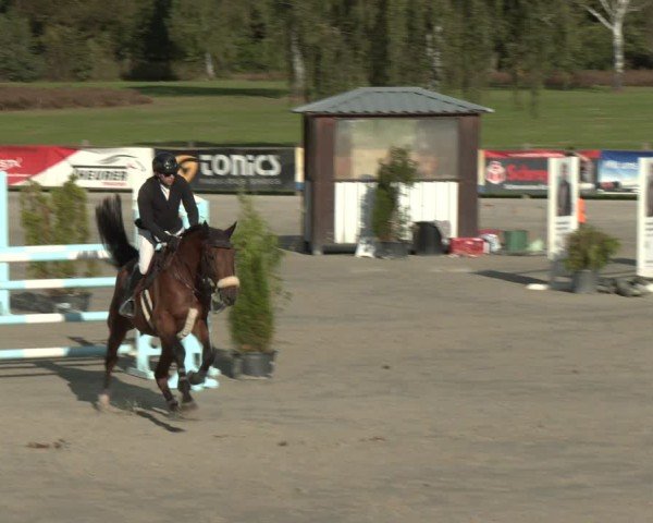Reitturnier Westergellersen 2024